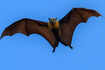​Unveiling the mysterious world of night-dwelling bats with fascinating secrets you didn&rsquo;t know​